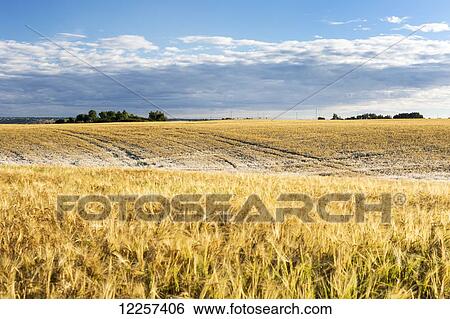 Stock Photograph - Golden rolling barley field with a little frost at sunrise with blue sky and dark clouds on the horizon; Alberta, Canada. Fotosearch