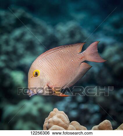 Stock Photograph - Goldring Surgeonfish (Ctenochaetus strigosus) near Kona; Island of Hawaii, Hawaii, United States of America. Fotosearch