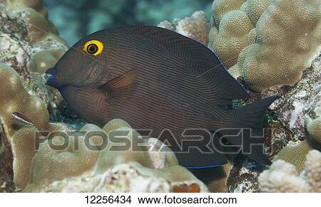 Goldring Surgeonfish (tenochaetus strigosus), a Hawaiian endemc fish, nestled among coral, near Kona; Island of Hawaii, Hawaii, United States of America View Large Photo Image Picture - Goldring Surgeonfish (tenochaetus strigosus), a Hawaiian endemc fish, nestled among coral, near Kona; Island of Hawaii, Hawaii, United States of America. Fotosearch
