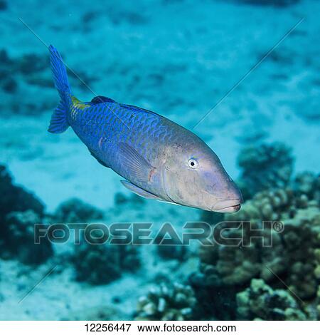 Goldsaddle Goatfish (Parupeneus cyclostomus); Kona, Island of Hawaii, Hawaii, United States of America View Large Photo Image Stock Photo - Goldsaddle Goatfish (Parupeneus cyclostomus); Kona, Island of Hawaii, Hawaii, United States of America. Fotosearch