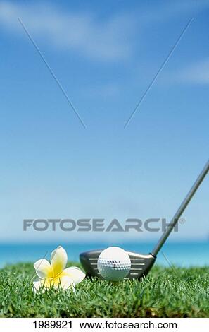 Stock Image - Golf Ball And Driver With Plumeria Flower, Ocean In Blurred Background. Fotosearch