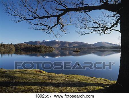 Goose On Lake At Derwent Water View Large Photo Image Stock Photo - Goose On Lake At Derwent Water. Fotosearch