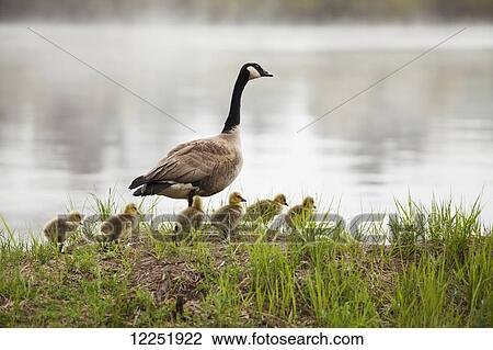 Goose with goslings; Duluth, Minnesota, United States of America View Large Photo Image Stock Image - Goose with goslings; Duluth, Minnesota, United States of America. Fotosearch