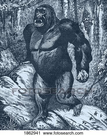Stock Image - Gorilla. From Los Animales Del Universo: Su Vida Y Sus Costumbres, Published Cerca 1921. Fotosearch