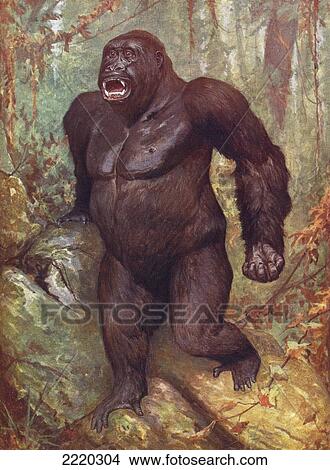 Picture - Gorilla. From The Living Animals Of The World, Published C. 1900.. Fotosearch