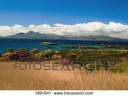 Gorse And Rhododendron Bushes Along Coast View Large Photo Image Stock Image - Gorse And Rhododendron Bushes Along Coast. Fotosearch