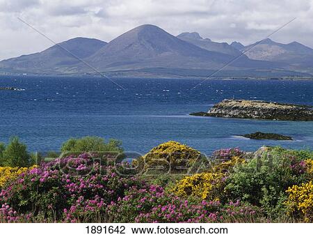 Stock Image - Gorse And Rhododendron Bushes Along Coast. Fotosearch