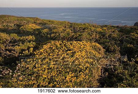 Gorse On Headland, Near Porthcurno View Large Photo Image Stock Image - Gorse On Headland, Near Porthcurno. Fotosearch