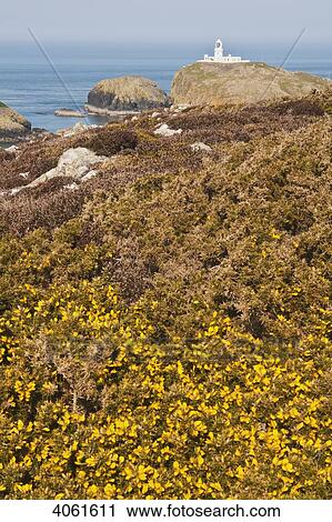Stock Image - Gorse on hillside with Strumble Head lighthouse in the distance, on the Pembrokeshire Coast Path, South West Wales; Pembrokeshire, Wales. Fotosearch