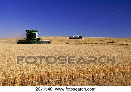 Stock Image - Grain Harvest, Near Strathmore, Alberta. Fotosearch