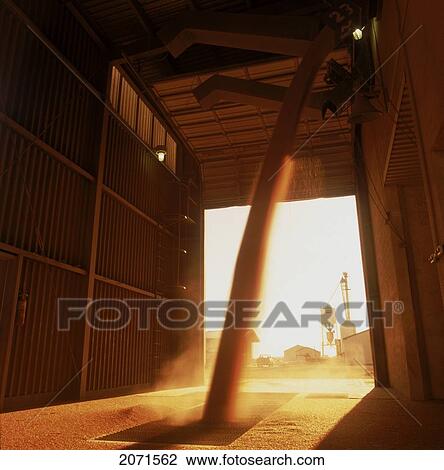 Stock Image - Grain Pour On Farm, Manitoba. Fotosearch
