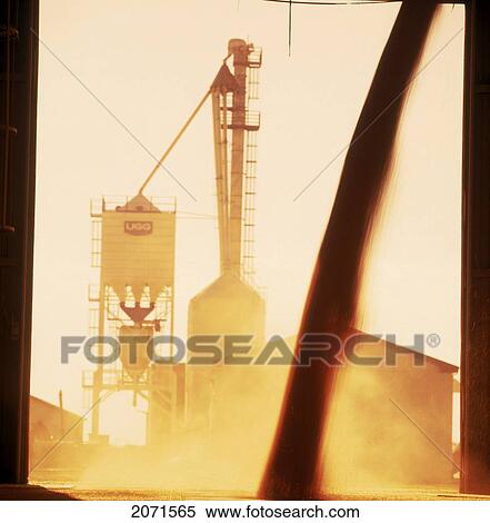 Grain Pour On Farm, Manitoba View Large Photo Image Stock Photography - Grain Pour On Farm, Manitoba. Fotosearch