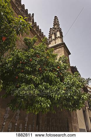 Stock Image - Granada Cathedral; Granada, Andalusia, Spain. Fotosearch