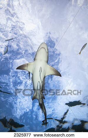 Grand Bahamas, West End, Lemon Shark (Negaprion Brevirostris) Underwater With Remoras. View Large Photo Image Stock Photo - Grand Bahamas, West End, Lemon Shark (Negaprion Brevirostris) Underwater With Remoras.. Fotosearch