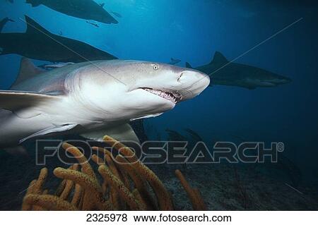 Grand Bahamas, West End, Lemon Shark (Negaprion Brevirostris) Underwater With Remoras. View Large Photo Image Stock Photo - Grand Bahamas, West End, Lemon Shark (Negaprion Brevirostris) Underwater With Remoras.. Fotosearch