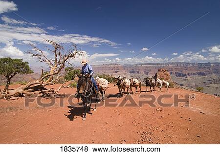 Stock Photo - Grand Canyon, Arizona, Usa; Cowboy Leading Mule Train Out Of Canyon. Fotosearch