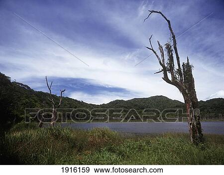 Grand Etang Lake View Large Photo Image Stock Photo - Grand Etang Lake. Fotosearch