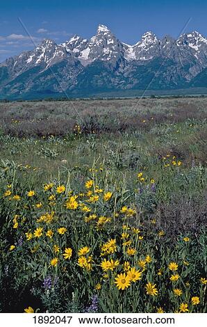 Stock Photo - Grand Tetons From Antelope Flats. Fotosearch