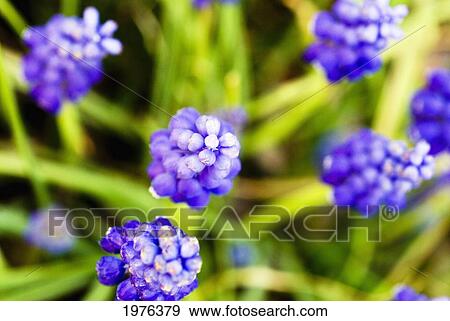 Grape Hyacinths, View From Above Of Purple Flowers. View Large Photo Image Stock Photo - Grape Hyacinths, View From Above Of Purple Flowers.. Fotosearch
