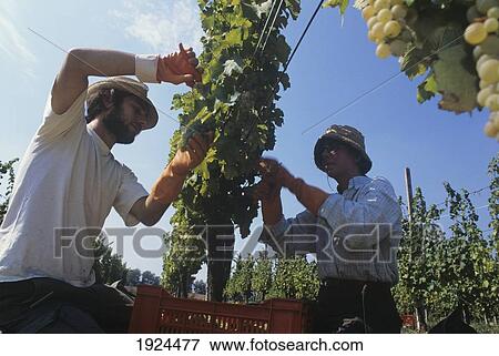 Stock Photo - Grape Picking And Wine Making, Azienda Agricola La Tosa, Vigolzone, Piacenza. Fotosearch