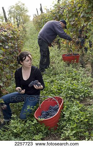 Grape-Picking. Piedmont, Italy View Large Photo Image Stock Image - Grape-Picking. Piedmont, Italy. Fotosearch