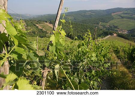 Stock Image - Grape Vines At Vineyard On Edge Of 'radda In Chianti', A Beautiful Small Town And A Famous Region Known For Its Chianti Wine, In Tuscany. Italy. June.. Fotosearch
