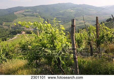 Grape Vines At Vineyard On Edge Of 'radda In Chianti', A Beautiful Small Town And A Famous Region Known For Its Chianti Wine, In Tuscany. Italy. June. View Large Photo Image Stock Image - Grape Vines At Vineyard On Edge Of 'radda In Chianti', A Beautiful Small Town And A Famous Region Known For Its Chianti Wine, In Tuscany. Italy. June.. Fotosearch