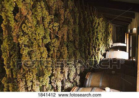 Stock Image - Grapes And Barrels In Castello Di Verrazzano; Greti, Italy. Fotosearch