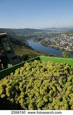 Stock Image - Grapes being harvested with a view of Mosel valley; Bernkastel-Kues, Rhineland-Palatinate, Germany. Fotosearch