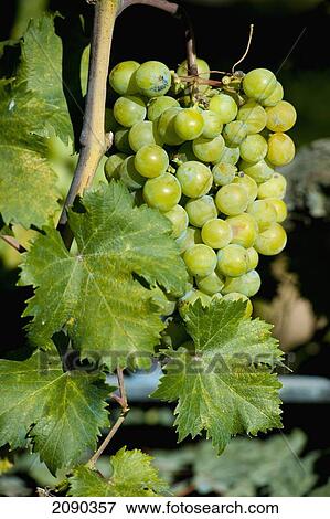 Grapes, Elciego, Basque Country, Spain View Large Photo Image Stock Photo - Grapes, Elciego, Basque Country, Spain. Fotosearch