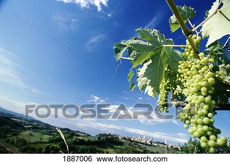 Stock Photograph - Grapes In Vineyard. Fotosearch