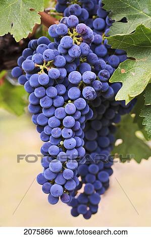 Grapes (Merlot Red Wine Variety) Growing On The Vine In Okanagan Valley; Osoyoos British Columbia Canada View Large Photo Image Stock Photograph - Grapes (Merlot Red Wine Variety) Growing On The Vine In Okanagan Valley; Osoyoos British Columbia Canada. Fotosearch