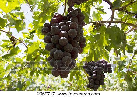 Stock Photo - Grapes On The Vine In A Vineyard Of Calamuchita, Tarija, Bolivia. Fotosearch