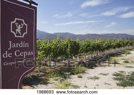 Stock Image - Grapevine Garden Of Estancia El Cuadro, Casablanca Valley, Valparaiso Region, Chile. Fotosearch