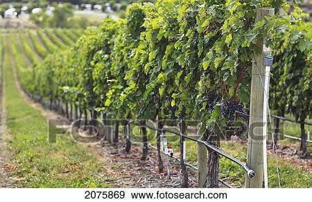Stock Photo - Grapevines At A Vineyard In The Okanagan Valley; Osoyoos British Columbia Canada. Fotosearch