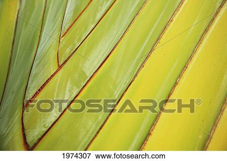 Stock Photo - Graphic Detail Of Bird Of Paradise Stem.. Fotosearch