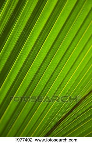 Graphic Detail Of Coconut Palm Leaf. View Large Photo Image Stock Image - Graphic Detail Of Coconut Palm Leaf.. Fotosearch