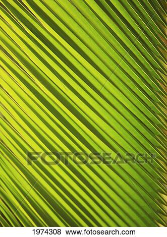 Stock Photo - Graphic Detail Of Coconut Palm Leaf.. Fotosearch
