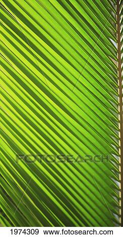 Stock Photo - Graphic Detail Of Coconut Palm Leaf.. Fotosearch