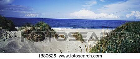 Grass On Sand Dunes By Ocean View Large Photo Image Stock Photography - Grass On Sand Dunes By Ocean. Fotosearch