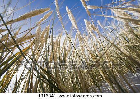Stock Image - Grass On The Dunes. Fotosearch