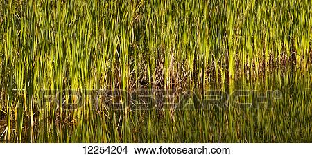 Grass on the shoreline of a lake reflected in the tranquil water; Foster, Quebec, Canada View Large Photo Image Picture - Grass on the shoreline of a lake reflected in the tranquil water; Foster, Quebec, Canada. Fotosearch