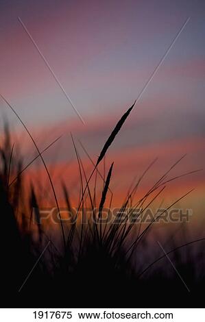 Stock Photography - Grass Silhouetted Against Sunset. Fotosearch