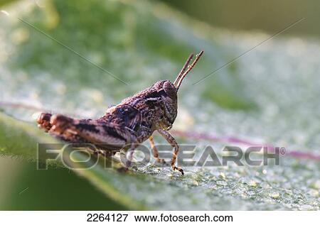 Stock Photo - Grasshopper On A Dew Covered Plant; Les Cedres Quebec Canada. Fotosearch