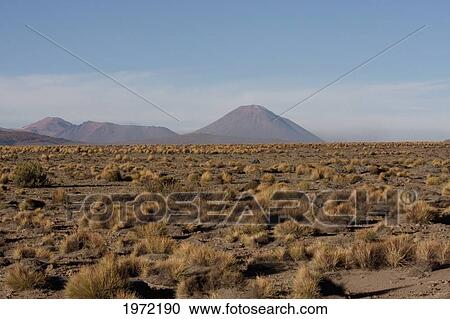 Grassland With Mountains In The Background In Antofagasta Region, Chile View Large Photo Image Stock Image - Grassland With Mountains In The Background In Antofagasta Region, Chile. Fotosearch