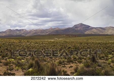 Grasslands, Pumiri, Oruro, Bolivia View Large Photo Image Stock Image - Grasslands, Pumiri, Oruro, Bolivia. Fotosearch