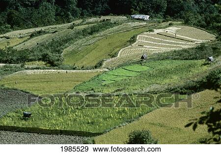 Stock Photo - Grassy farmland in lower Mo Chu River Valley; Bhutan. Fotosearch