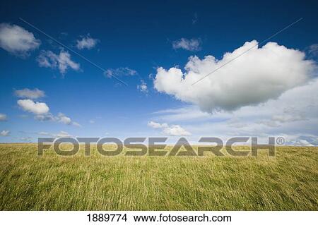 Picture - Grassy Field On Hill With Blue Skies And Clouds. Fotosearch