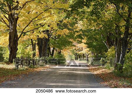 Gravel Road And Autumn Trees, Kamouraska Village, Bas-Saint-Laurent Region, Quebec View Large Photo Image Stock Photograph - Gravel Road And Autumn Trees, Kamouraska Village, Bas-Saint-Laurent Region, Quebec. Fotosearch