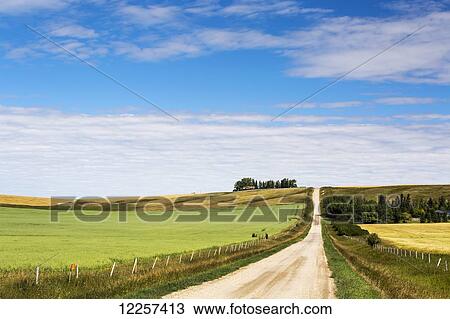 Stock Image - Gravel road climbing a hill with a green oat field on one side and a golden grain field on the other with blue sky and clouds; Alberta, Canada. Fotosearch